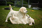 playing Golden Retriever Puppies