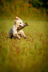 retrieving Golden Retriever