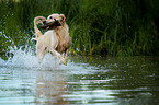 retrieving Golden Retriever