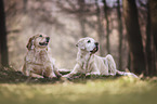 Golden Retriever and Labrador Retriever