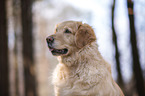 Golden Retriever Portrait