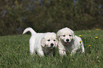 walking Golden Retriever Puppies