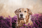 Golden Retriever portrait