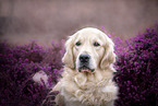 Golden Retriever portrait