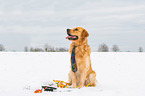 sitting Golden Retriever