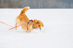 running Golden Retriever