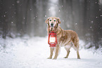 standing Golden Retriever