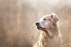 Golden Retriever Portrait