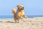 running Golden Retriever