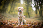 young Golden Retriever