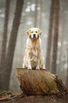 sitting Golden Retriever