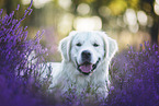 Golden Retriever in heather