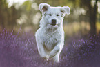 Golden Retriever in heather