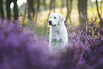 Golden Retriever in heather