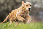 young Golden Retriever