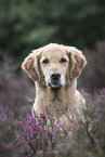 Golden Retriever in summer