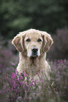 Golden Retriever in summer