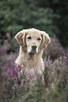 Golden Retriever in summer