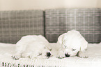 Golden Retriever Puppies