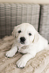 Golden Retriever Puppy