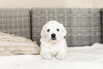 Golden Retriever Puppy