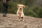 Golden Retriever Puppy