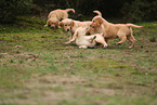 Golden Retriever Puppies