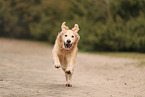 old Golden Retriever