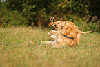 Golden Retriever Puppy