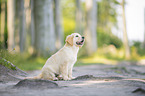 Golden Retriever Puppy