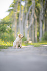 Golden Retriever Puppy