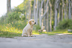 Golden Retriever Puppy