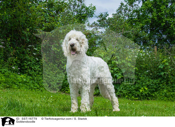 Goldendoodle / Goldendoodle / SST-16779