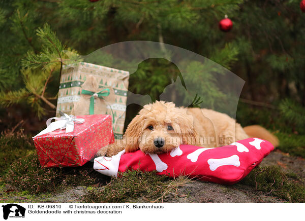 Goldendoodle mit Weihnachtsdeko / Goldendoodle with christmas decoration / KB-06810