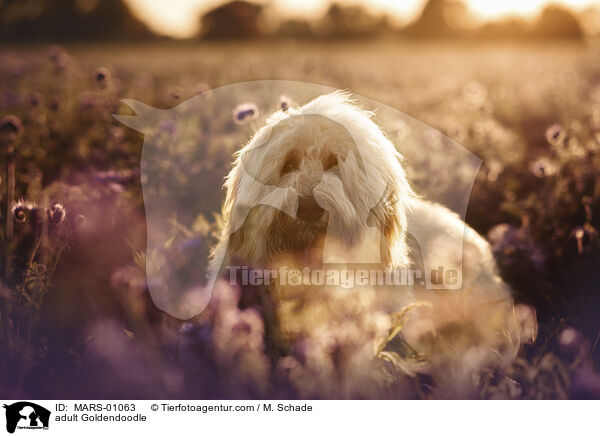 adult Goldendoodle / MARS-01063