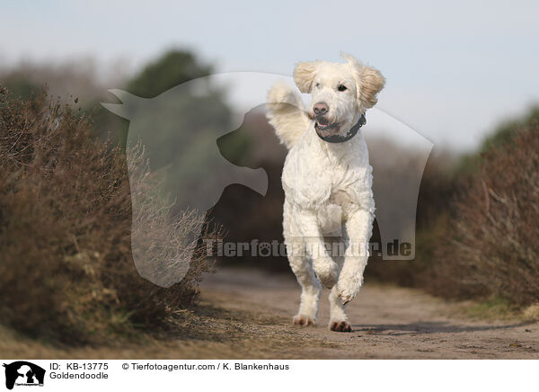 Goldendoodle / Goldendoodle / KB-13775