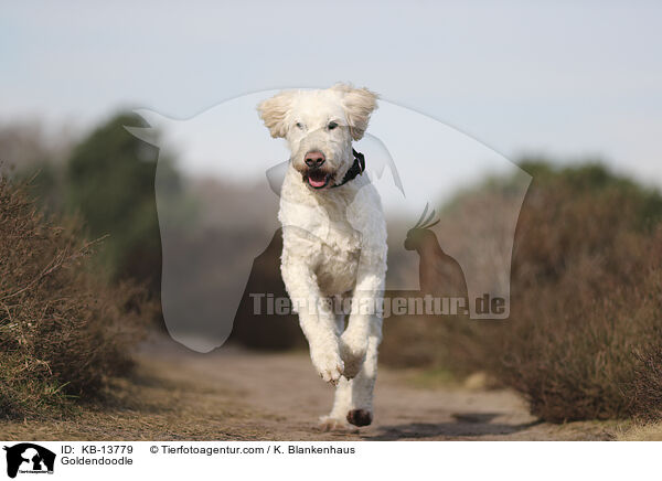 Goldendoodle / Goldendoodle / KB-13779