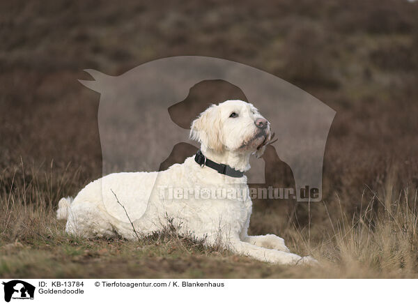 Goldendoodle / Goldendoodle / KB-13784