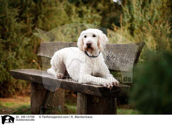 Goldendoodle / Goldendoodle / KB-13788