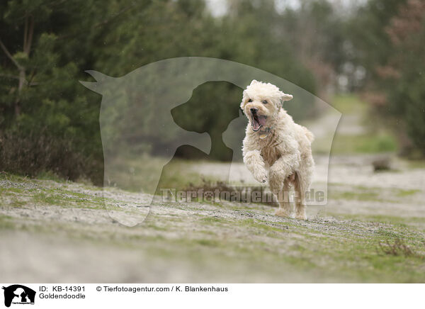 Goldendoodle / Goldendoodle / KB-14391