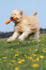 playing Goldendoodle