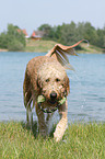 playing Goldendoodle