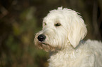 Goldendoodle Portrait