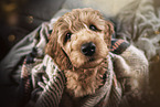 Goldendoodle Puppy