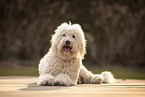 lying Goldendoodle