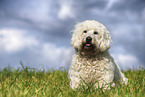 Goldendoodle