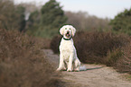 Goldendoodle