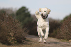 Goldendoodle