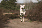 Goldendoodle