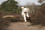 Goldendoodle